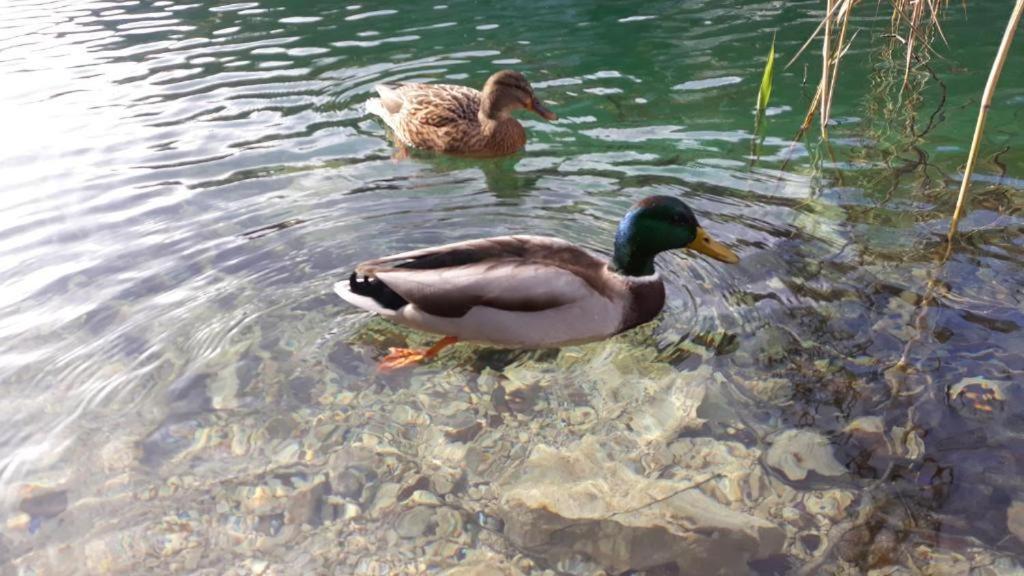 Apartman Black River Plitvička Jezera Екстериор снимка